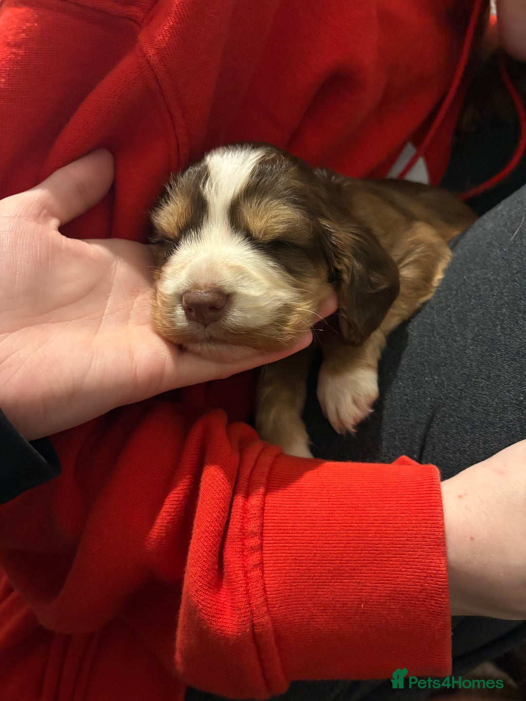 Cocker Spaniel dogs for sale: FEMALE CHOC WORKING COCKER LEFT! - Advert 19