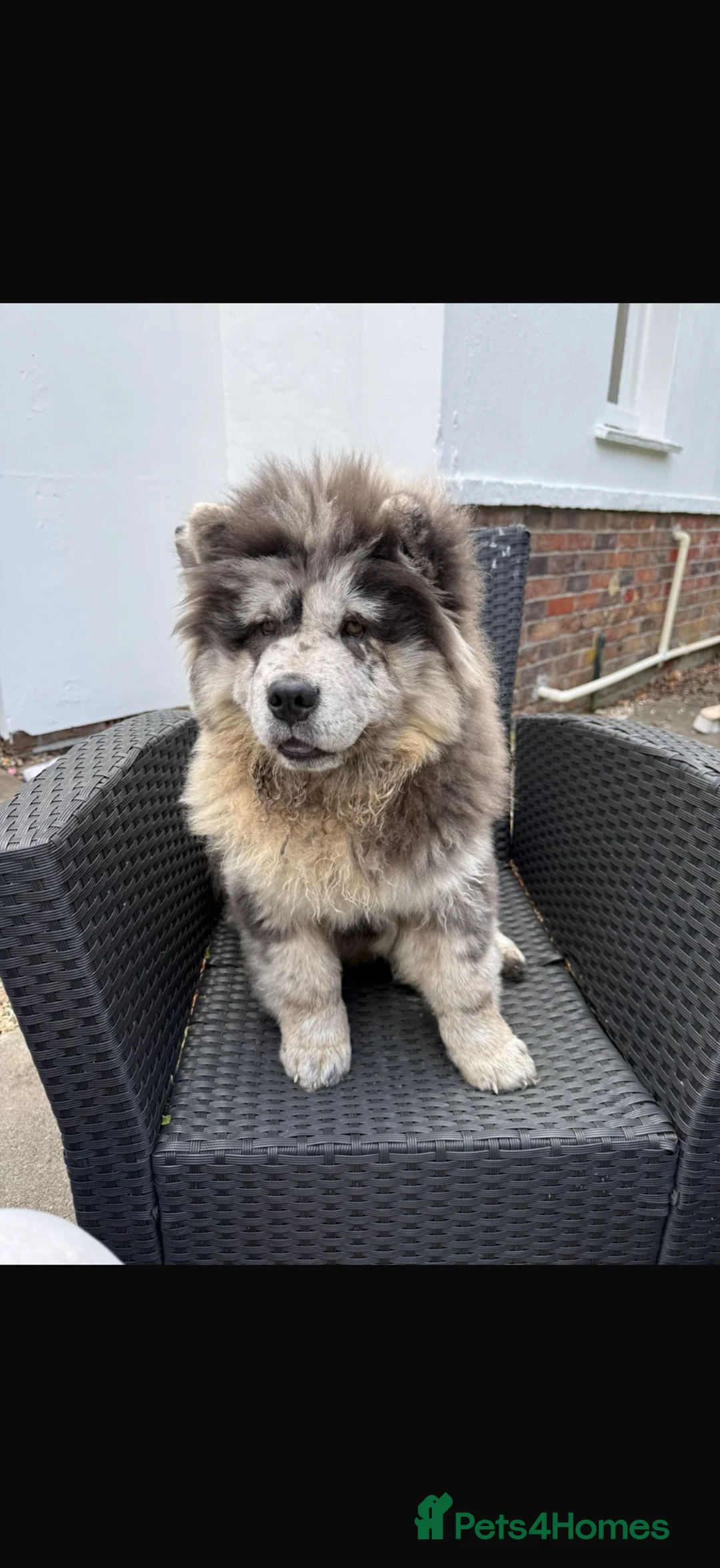 Chow Chow dogs for sale: Mr Rex chow chow  - Advert 2