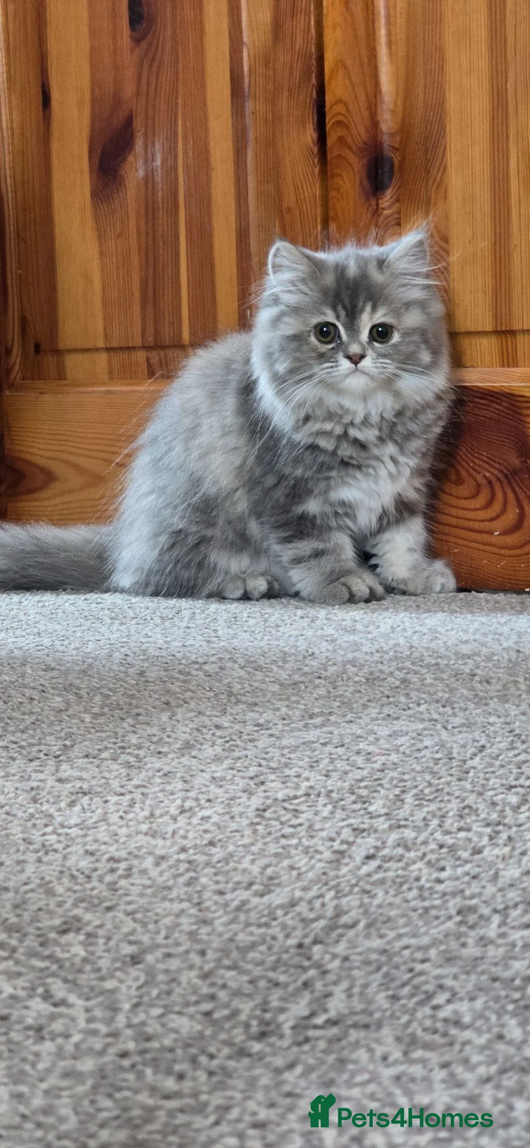 Persian cats for sale: 😸 Big persian kittens 😸  - Advert 16