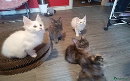 Maine Coon cats for sale: Maine Coon kittens in Manchester  - Image 2