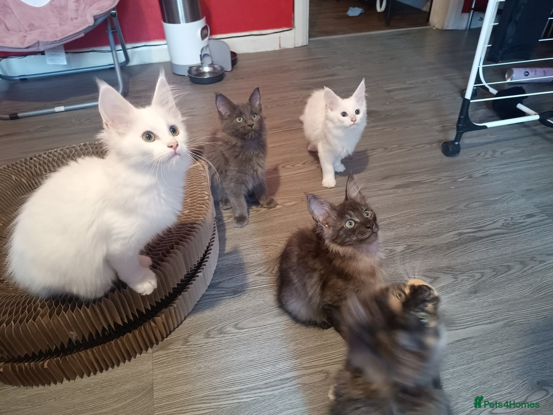 Maine Coon cats for sale: Maine Coon kittens in Manchester  - Image 2