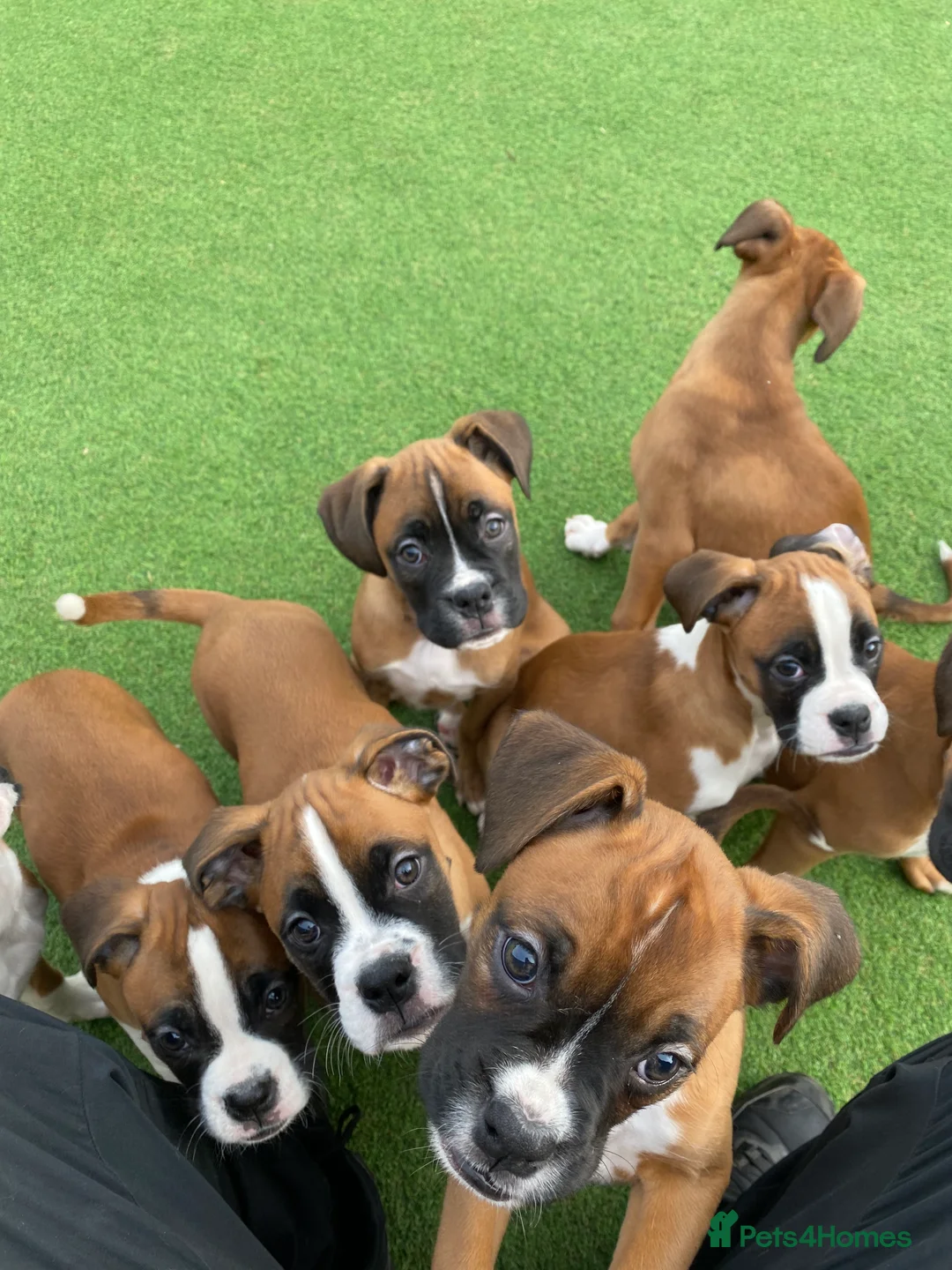 Boxer dogs for sale: Boxer puppies  - Advert 5