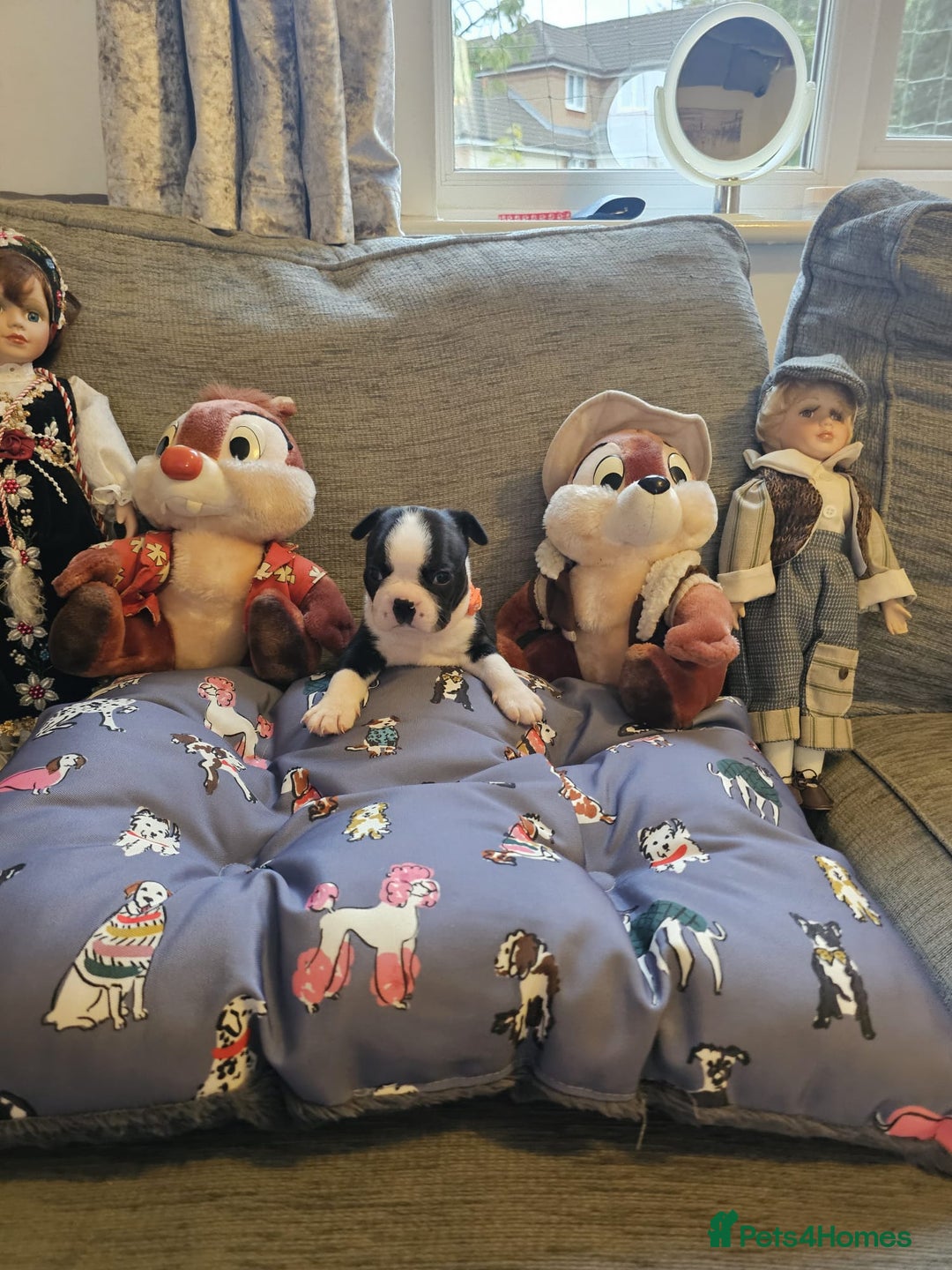 Boston Terrier dogs for sale: Boston Terrier 5* puppies - Image 25