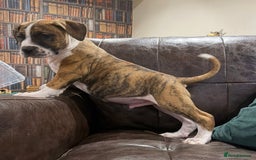 Boerboel dogs for sale: Ysterberg line Boerboel puppies  - Advert 1