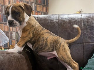 Boerboel dogs Ysterberg line Boerboel puppies - Advert 3