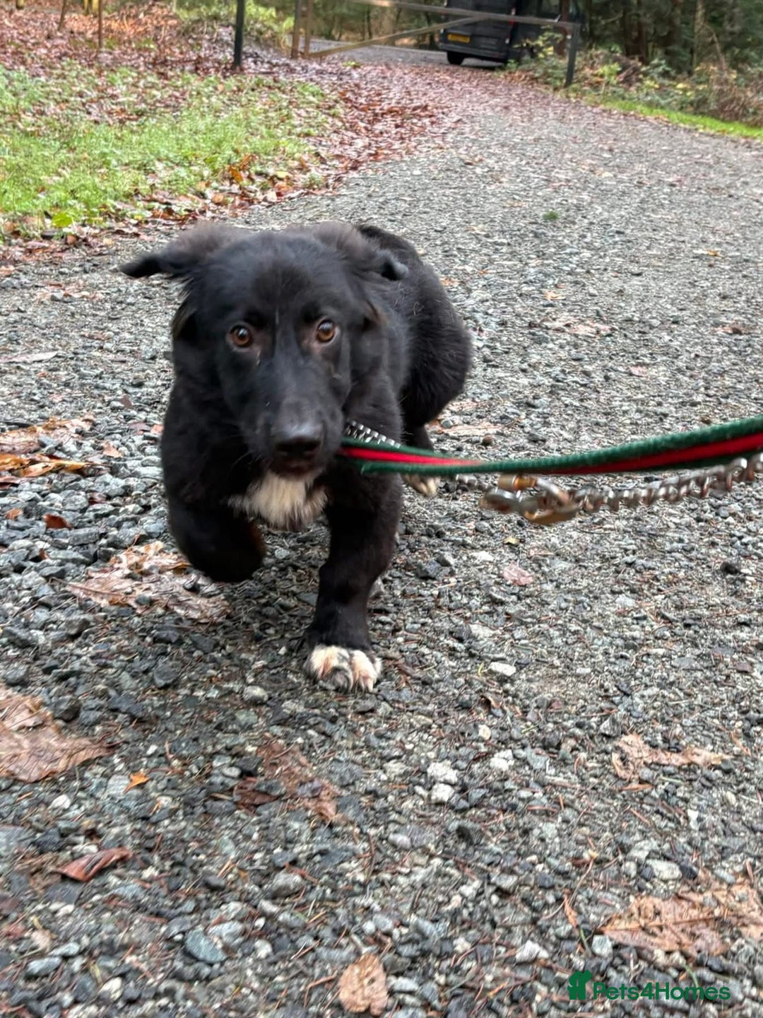 Mixed Breed dogs for adoption: Leo - Norwich Norfolk  - Advert 8