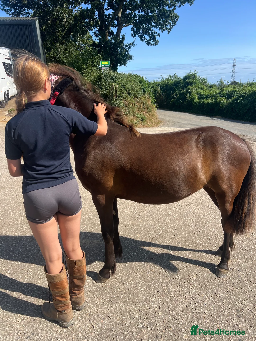 Other Breed horses for sale: Tinkerbell 12.2 18 month old  - Advert 9