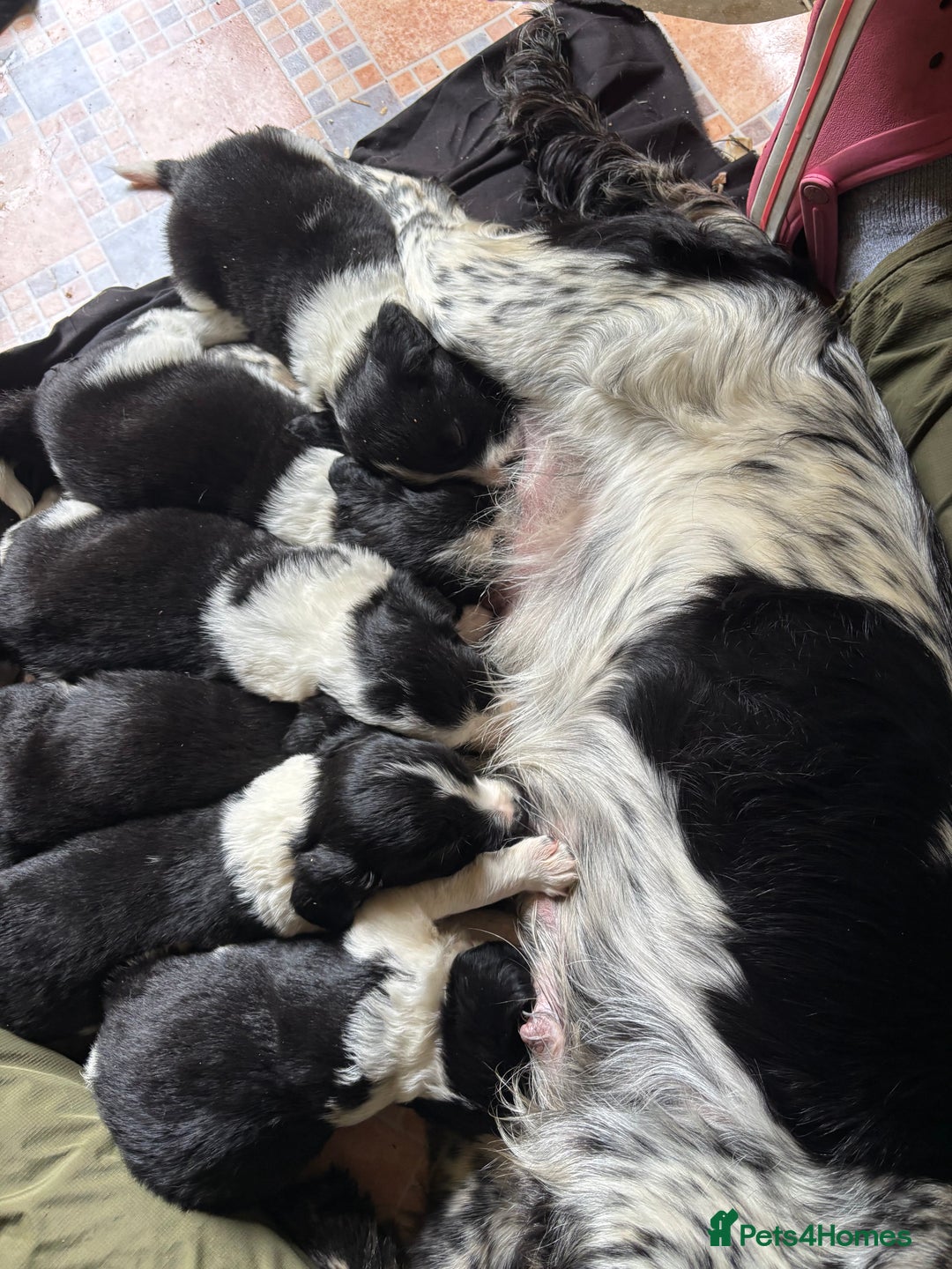 Mixed Breed dogs for sale: Sprollie Puppies - Image 7