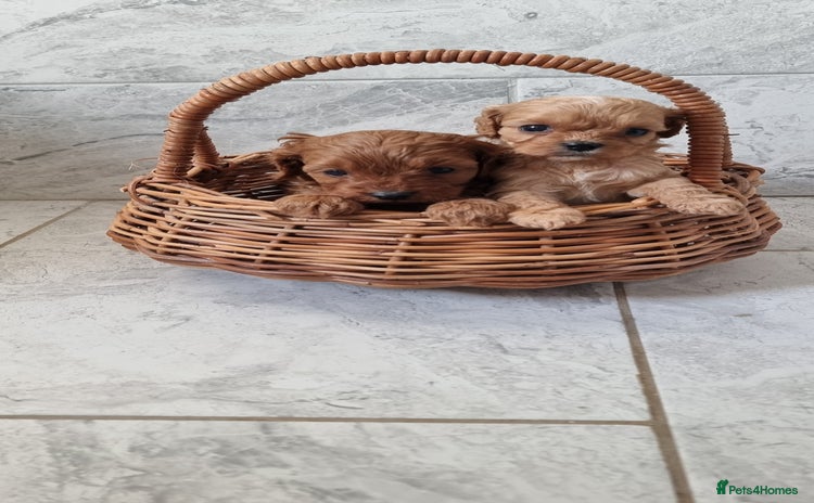 Cavapoo dogs - Advert 11