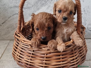 Cavapoo dogs Gorgeous Toy F1 Cavapoo babies - Advert 10