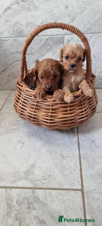 Cavapoo dogs - Advert 9