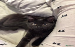 Maine Coon cats for sale: Our beautiful Enzo - Image 1