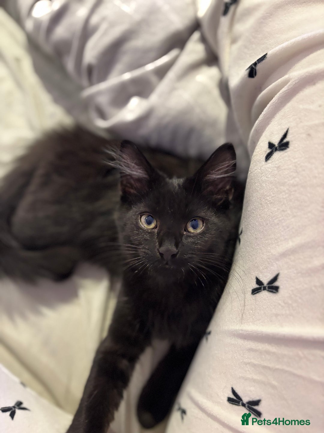 Maine Coon cats for sale: Our beautiful Enzo - Image 1