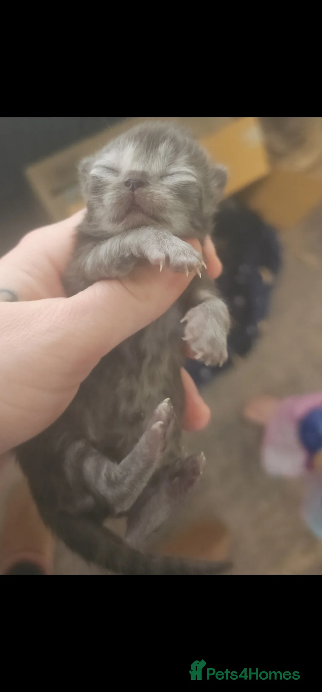 Persian cats for sale: Persian kittens for reserve🖤 - Advert 7