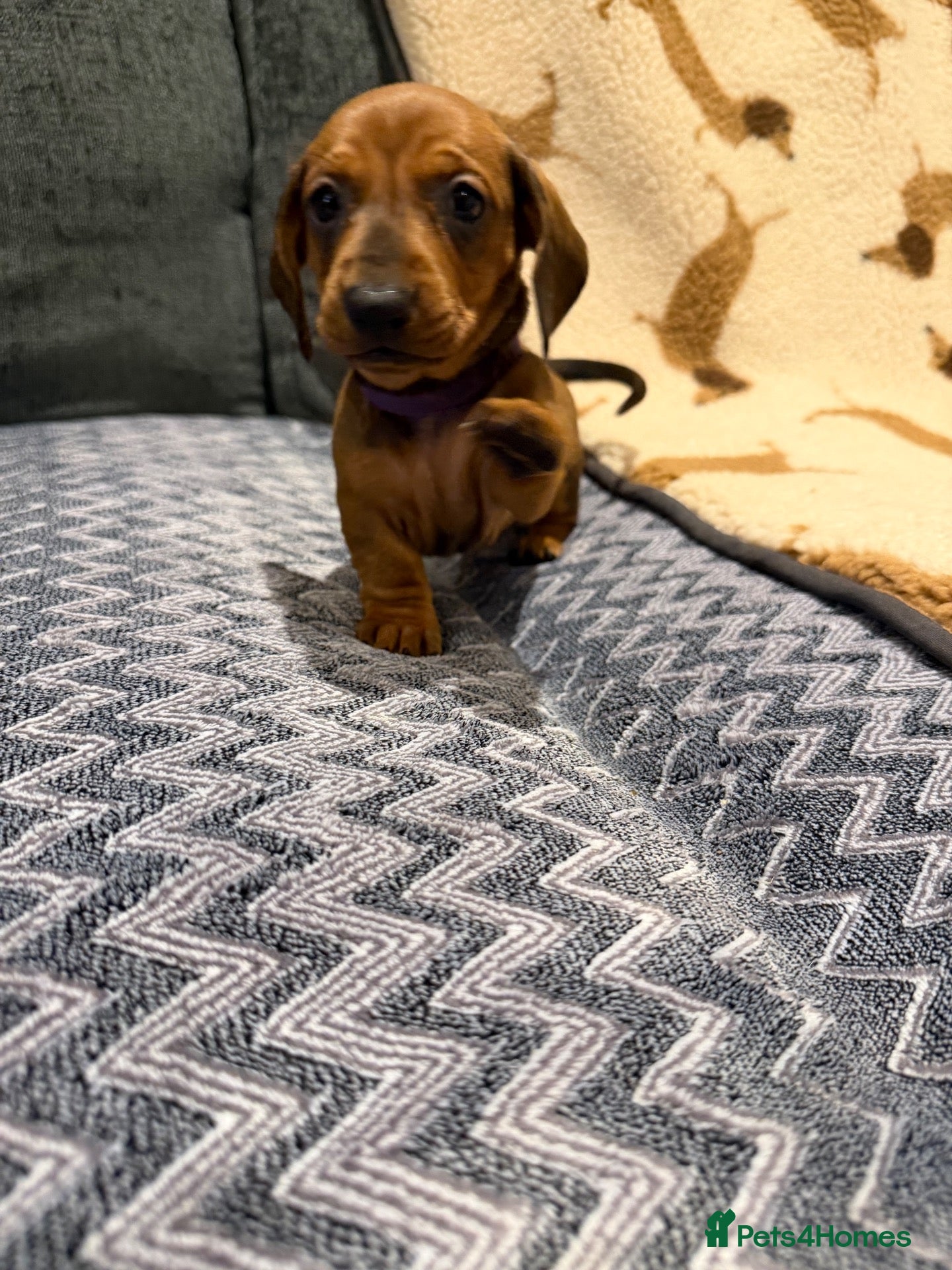 Dachshund dogs Outstanding champion bred standard smooth pups  - Advert 1