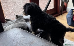 Bernedoodle dogs for sale: Beautiful Young Bernedoodle - Full of Love - Image 2