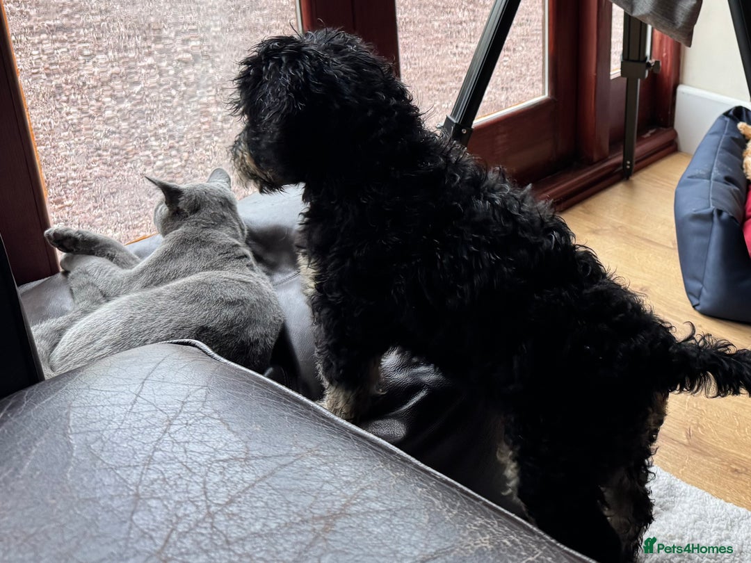 Bernedoodle dogs for sale: Beautiful Young Bernedoodle - Full of Love - Image 2