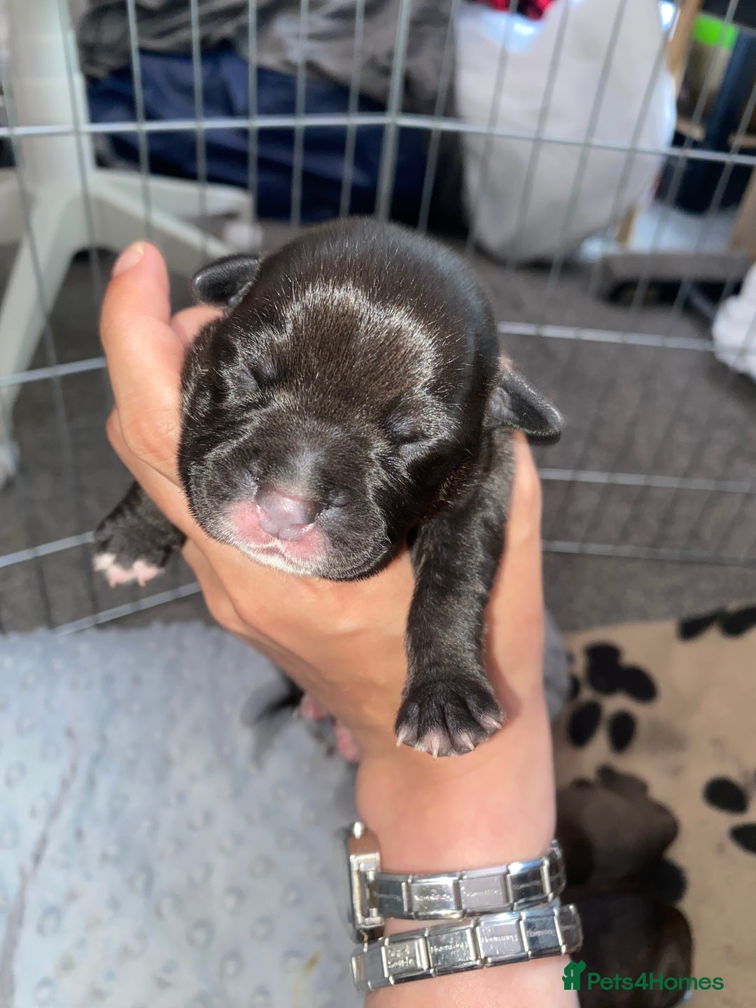 Staffordshire Bull Terrier dogs for sale: Staffordshire bull terrier Puppies  - Image 6
