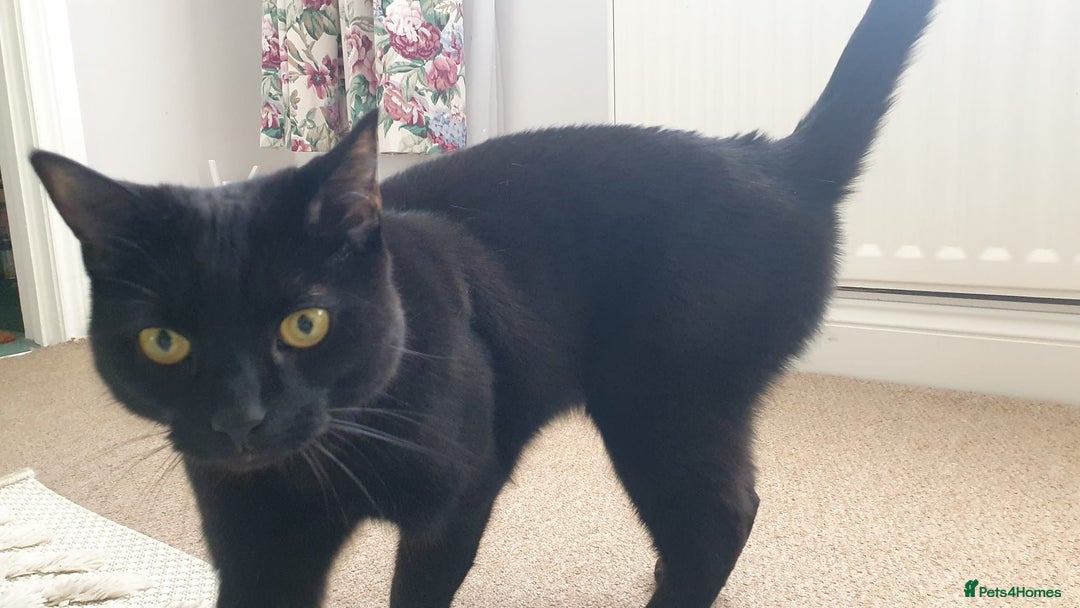 Mixed Breed cats for sale: 2 BROTHERS FOR SALE  - Image 3