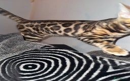 Bengal cats for sale: Stunning bengal kittens  - Image 16