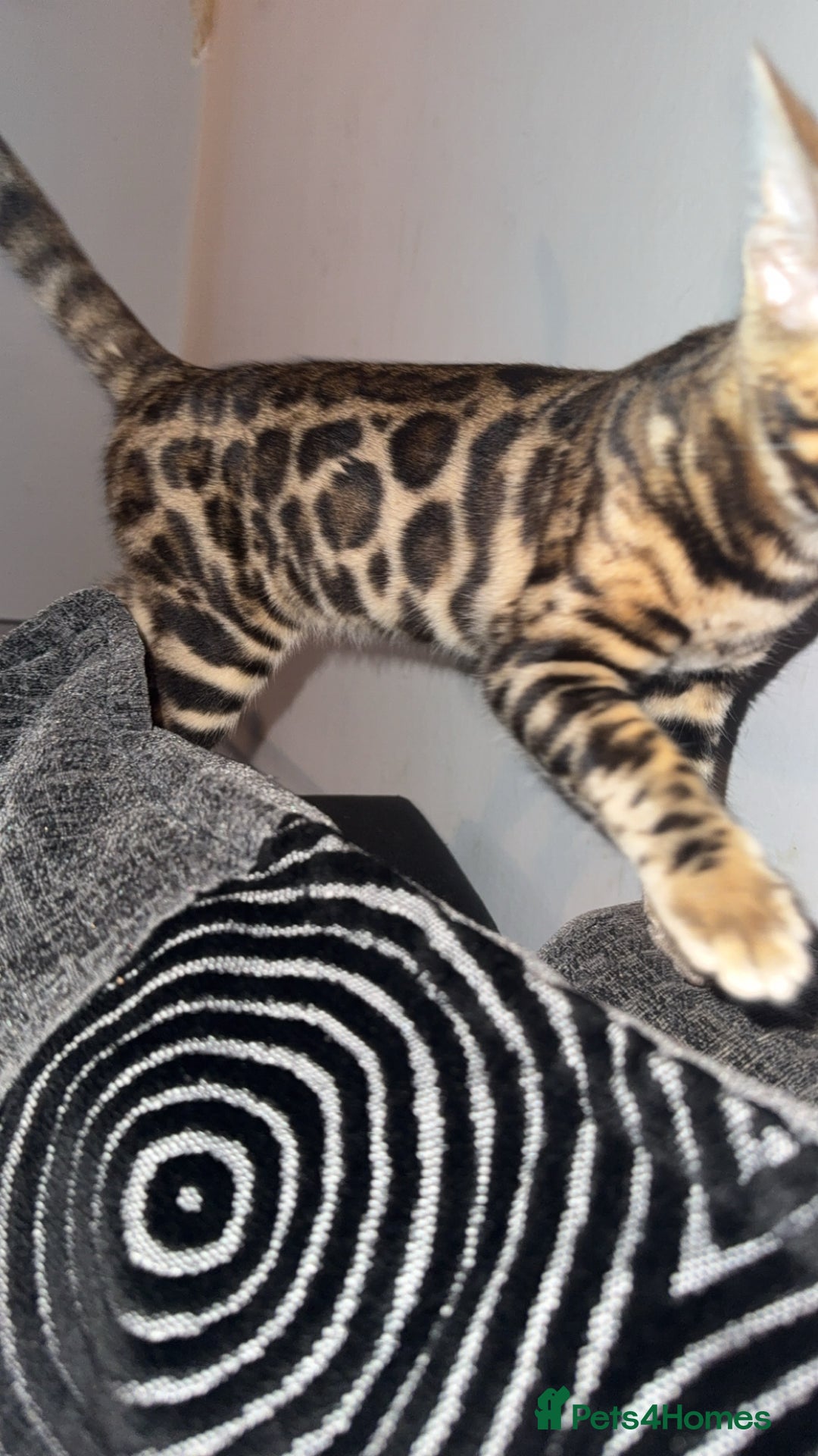 Bengal cats for sale: Stunning bengal kittens  - Image 16