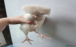 Chickens poultry for sale: Polish chickens off heat - Image 3