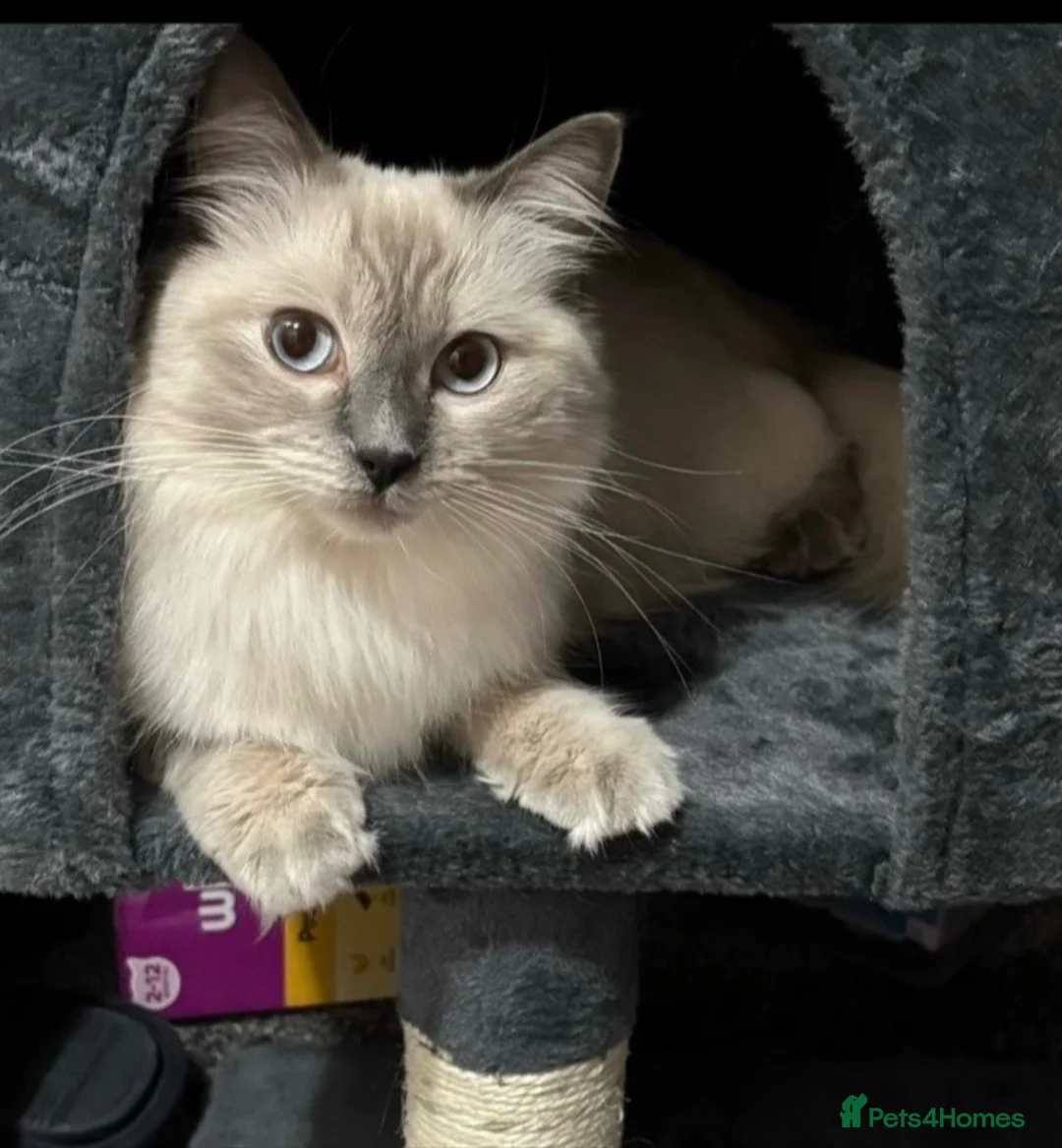 Ragdoll cats for sale: Ragdoll ready now 1 female and 1 male - Advert 5