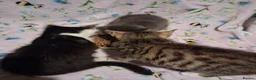 Mixed Breed cats for sale: Beautiful Kittens for sale in Mansfield - Advert 6