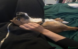 Mixed Breed dogs for sale: Jackawawa 1 year old Hugo - Image 17