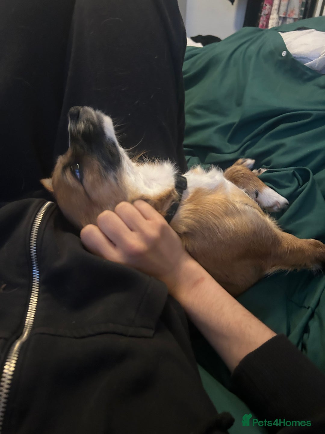 Mixed Breed dogs for sale: Jackawawa 1 year old Hugo - Image 17