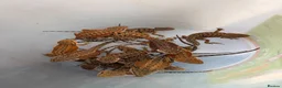 Bearded Dragon reptiles for sale: Beautiful Baby Bearded Dragons Available - Advert 3