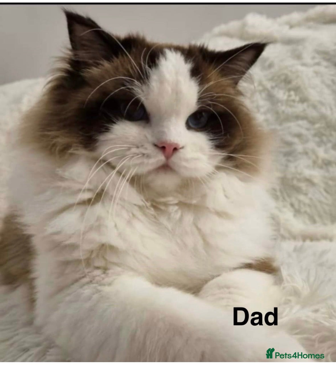 Ragdoll cats for sale: Beautiful full pedigree Ragdoll kittens ❤️😻 - Advert 4