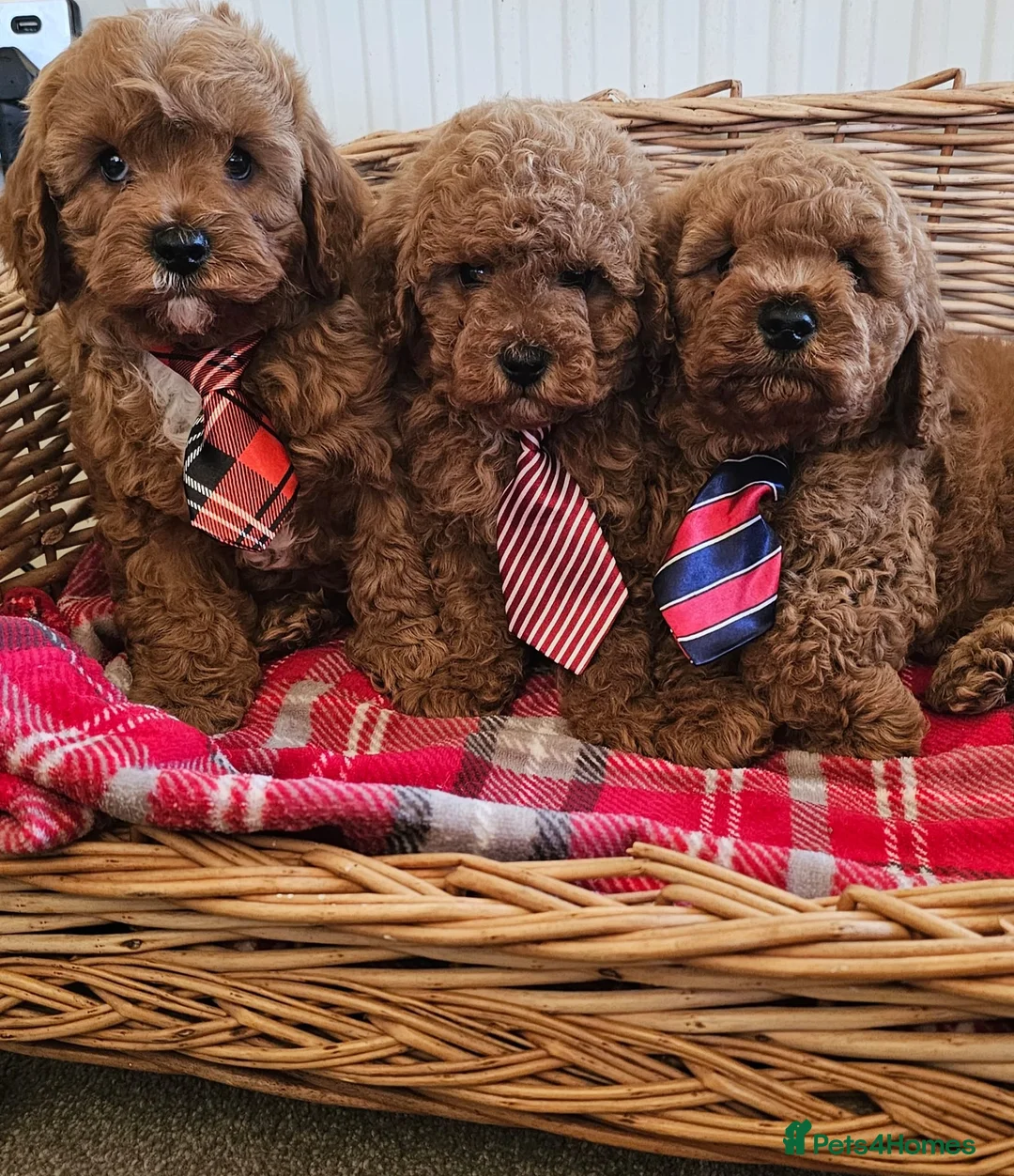 Cavapoo dogs for sale: Cavapoo puppies  - Advert 1