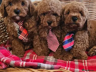 Cavapoo dogs Cavapoo puppies - Advert 6
