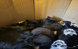 Maine Coon cats for sale: Maine Coon Kittens  - Advert 4