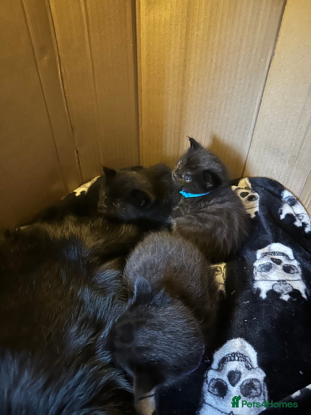 Maine Coon cats for sale: Maine Coon Kittens  - Advert 4