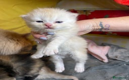 Mixed Breed cats for sale: Health Tested Perdolls - Image 2
