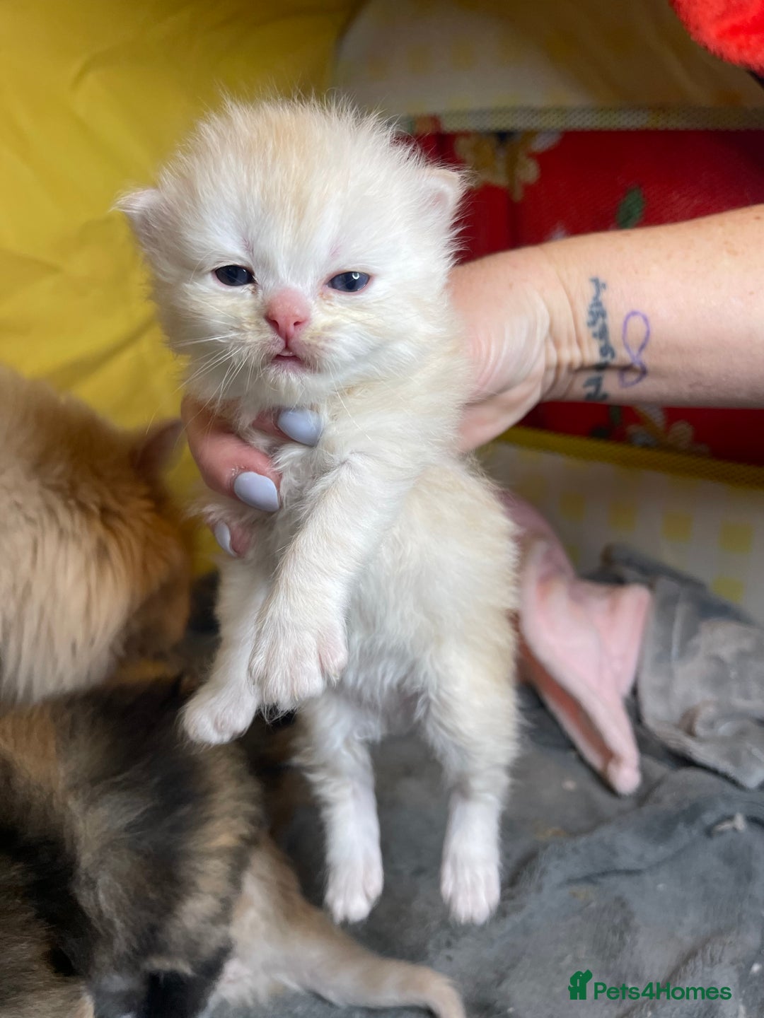 Mixed Breed cats for sale: Health Tested Perdolls - Image 2