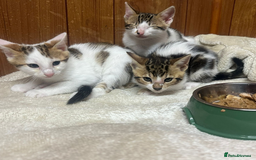 Bengal cats for sale: ​​Bengal X Ragdoll Mix Kittens - Ready to go! - Image 3