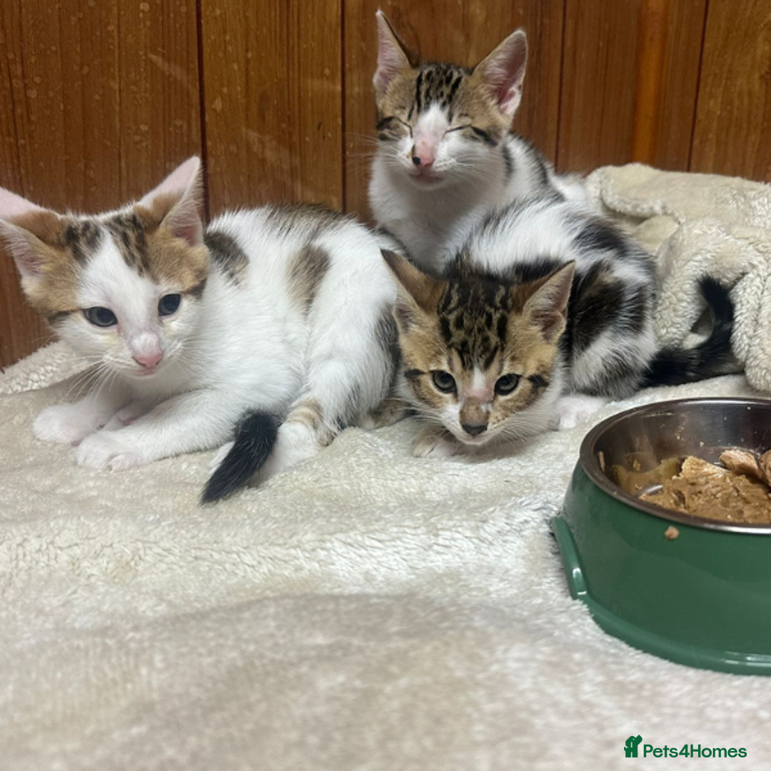 Bengal cats for sale: ​​Bengal X Ragdoll Mix Kittens - Ready to go! - Image 3
