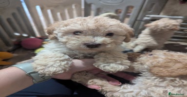 Miniature Poodle dogs - Advert 3