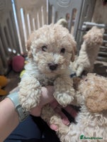 Miniature Poodle dogs - Advert 8