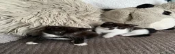 Mixed Breed cats for sale: 4adorable kittens in Woking - Advert 8