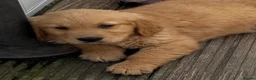 Mini Goldendoodle dogs for sale:   Like owning a miniature fluffy Golden Retriever - Advert 17