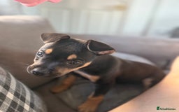 Mixed Breed dogs for sale: Kye 16 weeks old  - Image 8