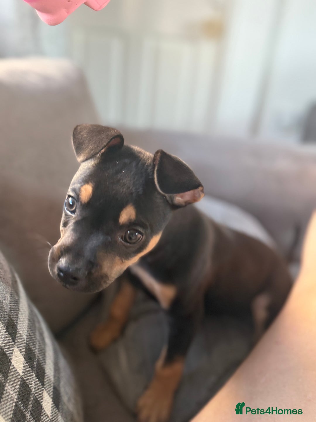 Mixed Breed dogs for sale: Kye 16 weeks old  - Image 8