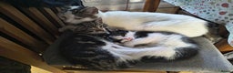 Mixed Breed cats for sale: 2 Beautiful boy Kitten - Advert 6