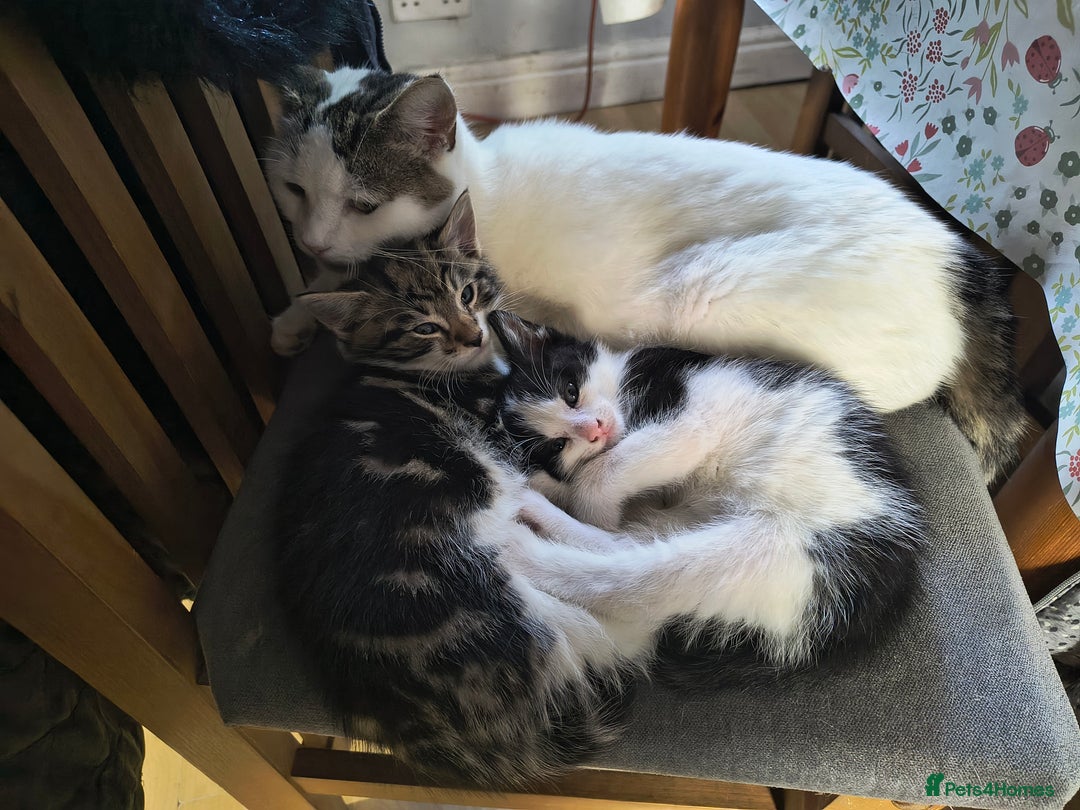 Mixed Breed cats for sale: 2 Beautiful boy Kitten - Advert 6