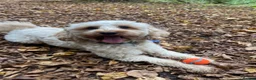 Cavapoo dogs for stud: F1B Cavapoo Stud Dog🐾 - Advert 5