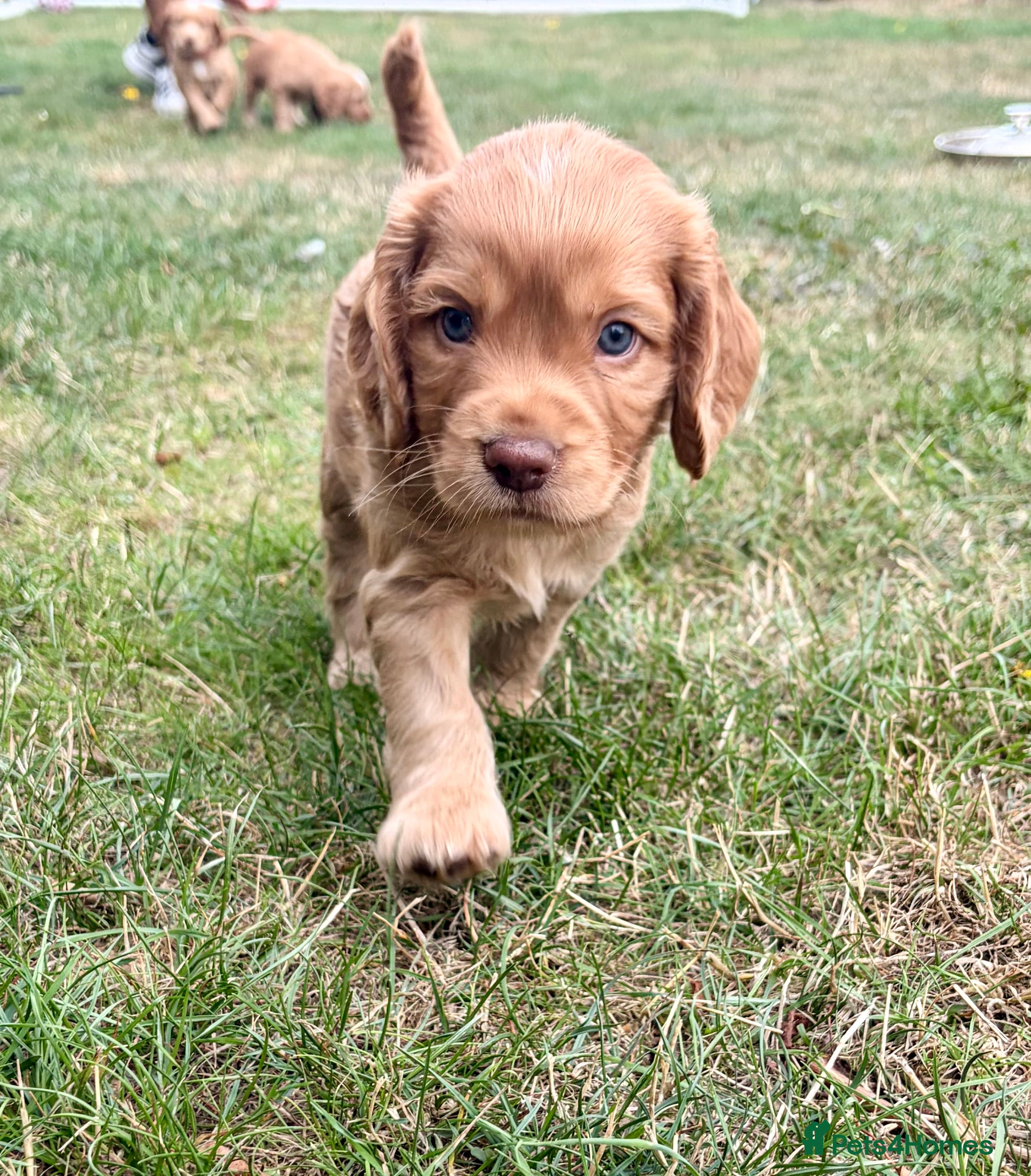 Cocker Spaniel dogs Ready SUNDAY, 1 boy left - Working Cocker Spaniels - Advert 18